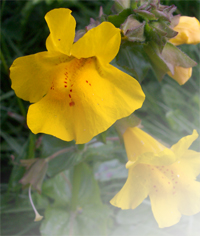 Mimulus guttatus flower